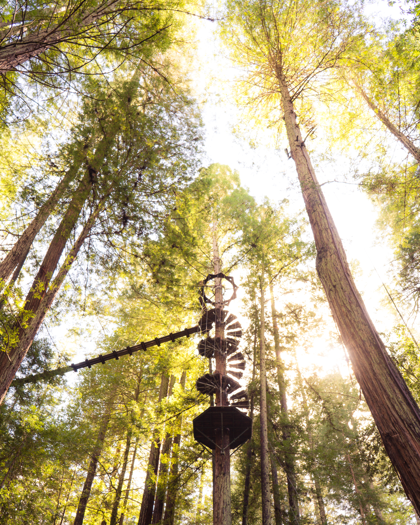 Part of the extremely fun zip line at Sonoma Canopy Tours!