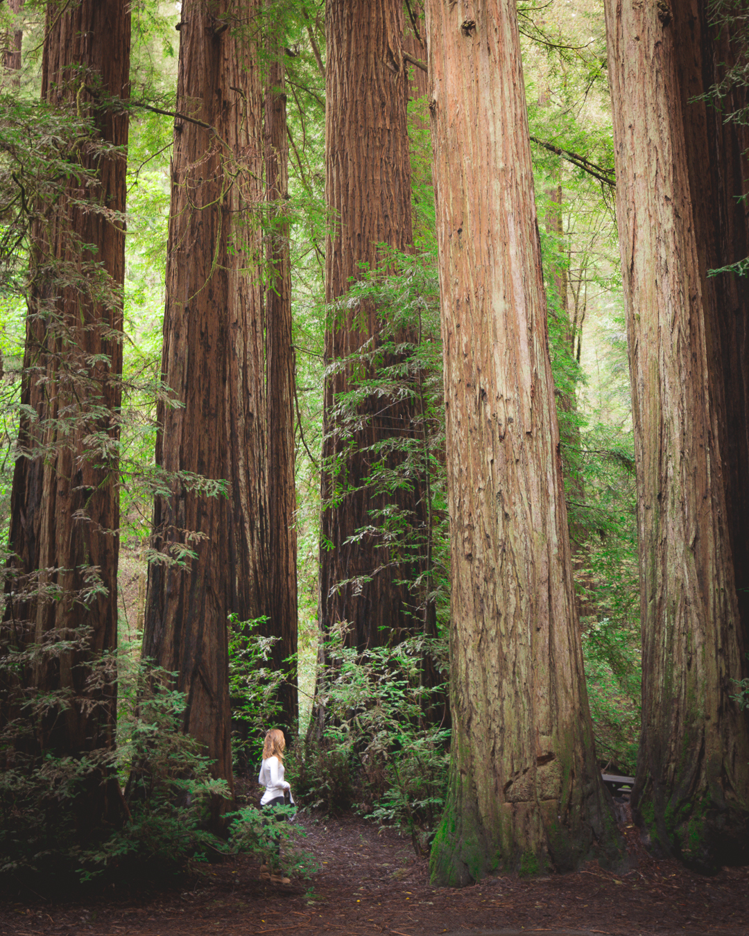 Exploring Sonoma’s Coastal Redwoods at Armstrong Redwoods State Reserve.