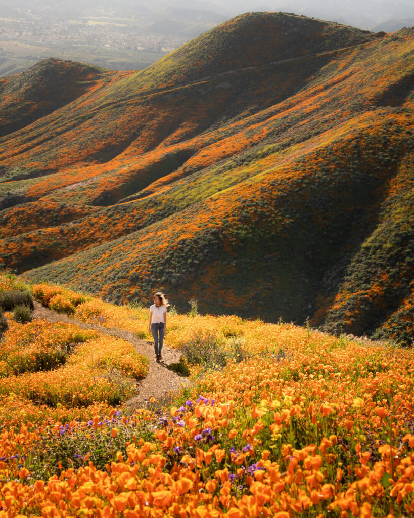 Rolling green hills covered in orange wildflowers. Jess walks along a trail through the flowers in the foreground