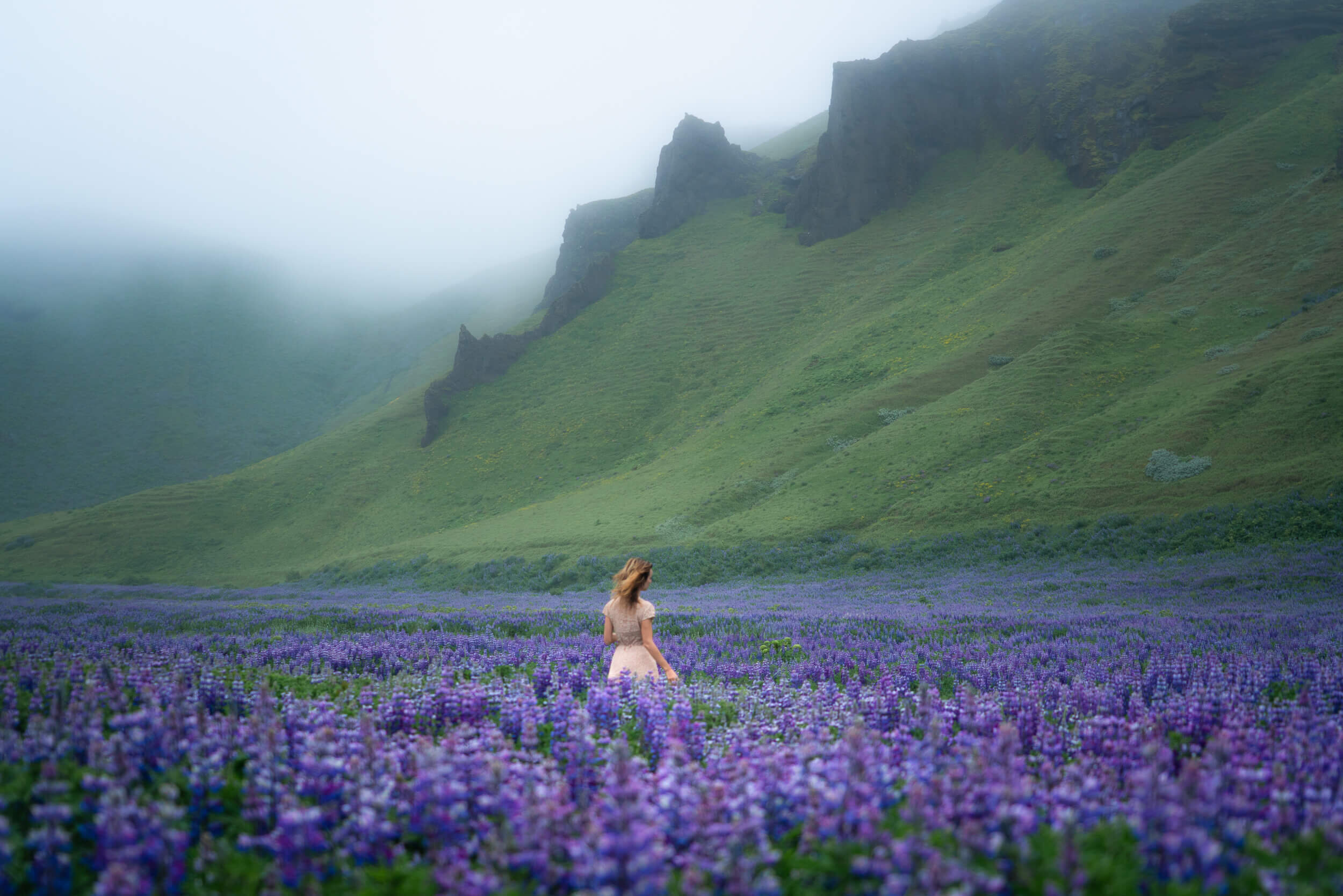 Lupins in Iceland.