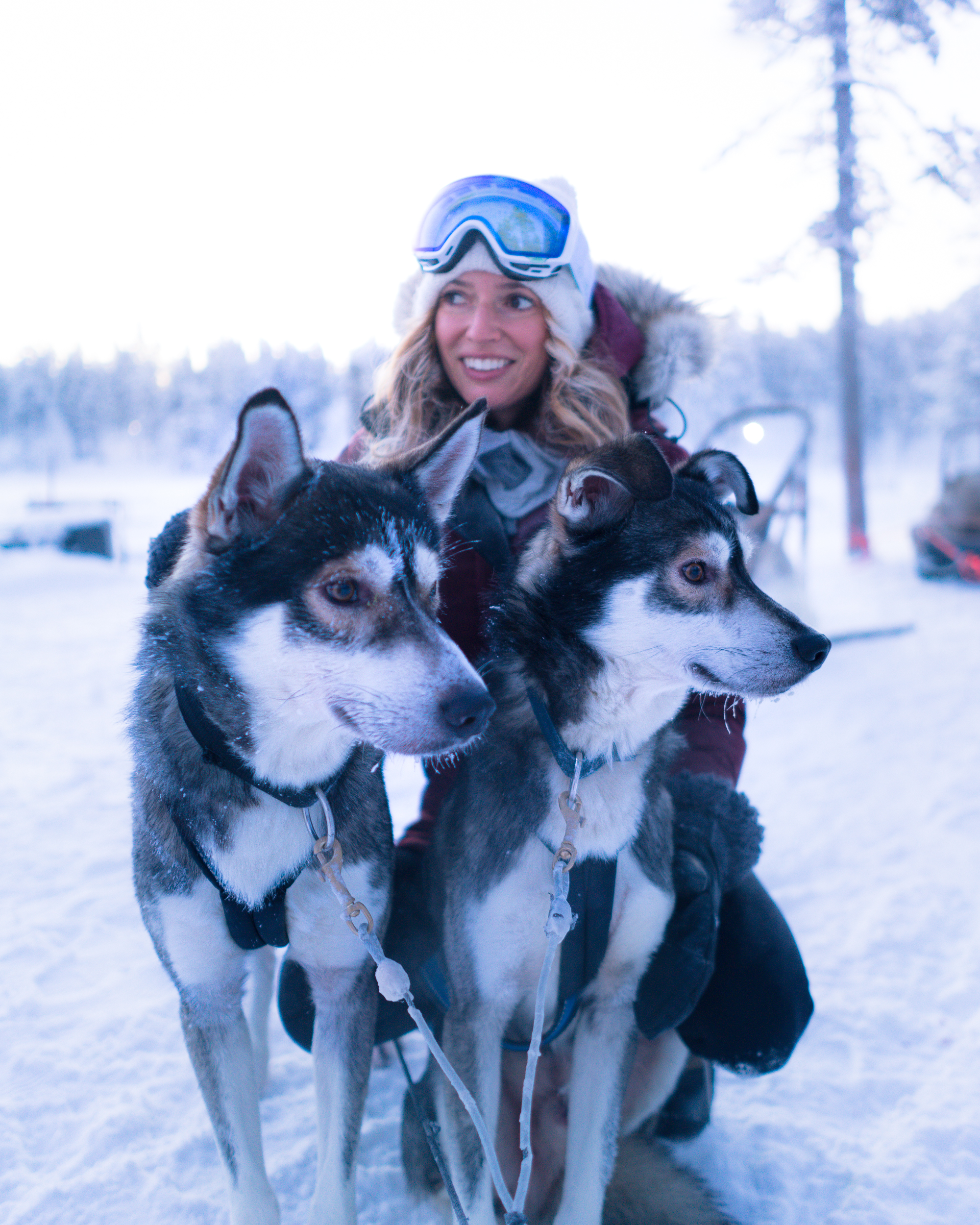 Dog sledding is a traditional part of Finnish culture.