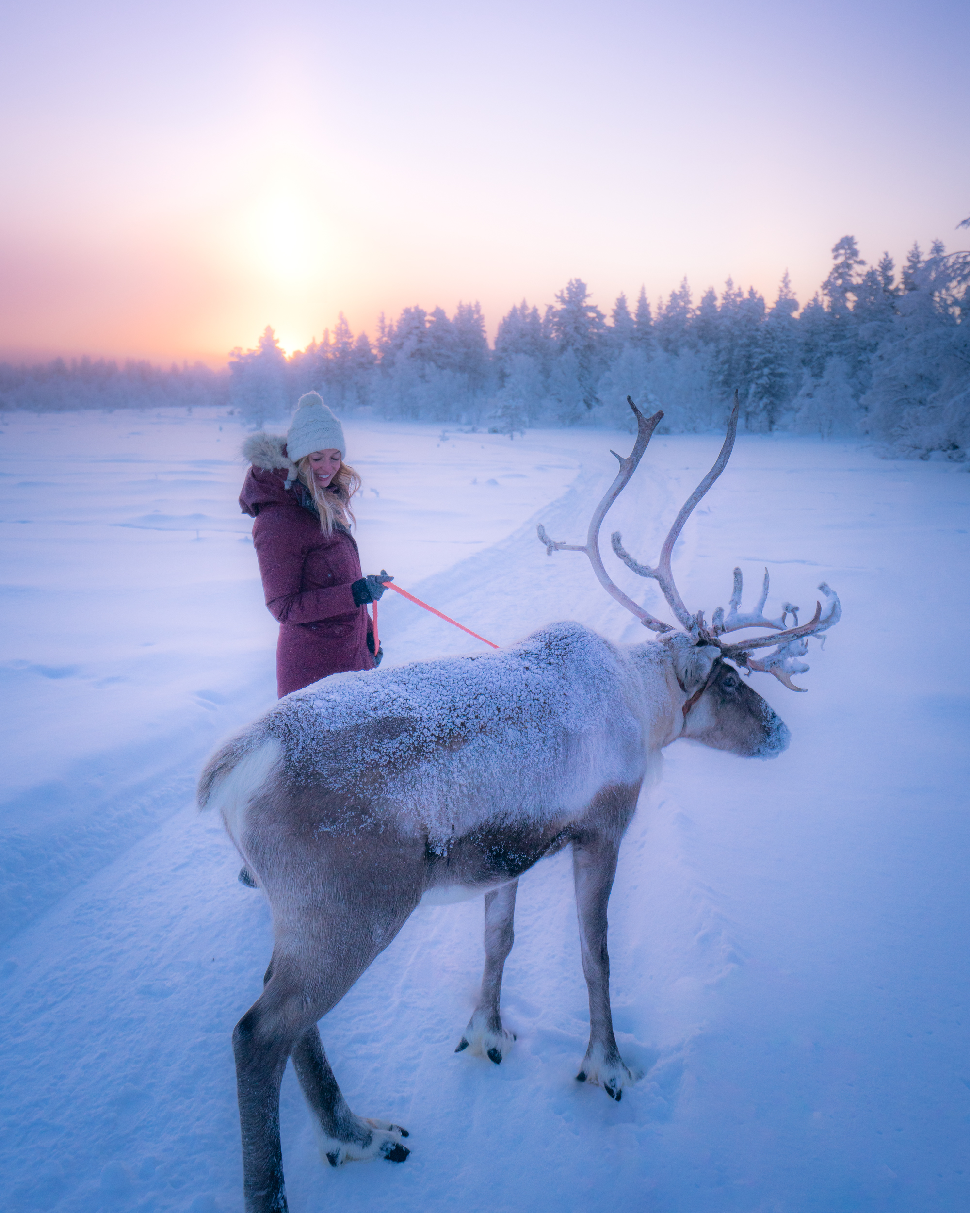 Walking a reindeer in Finish Lapland.