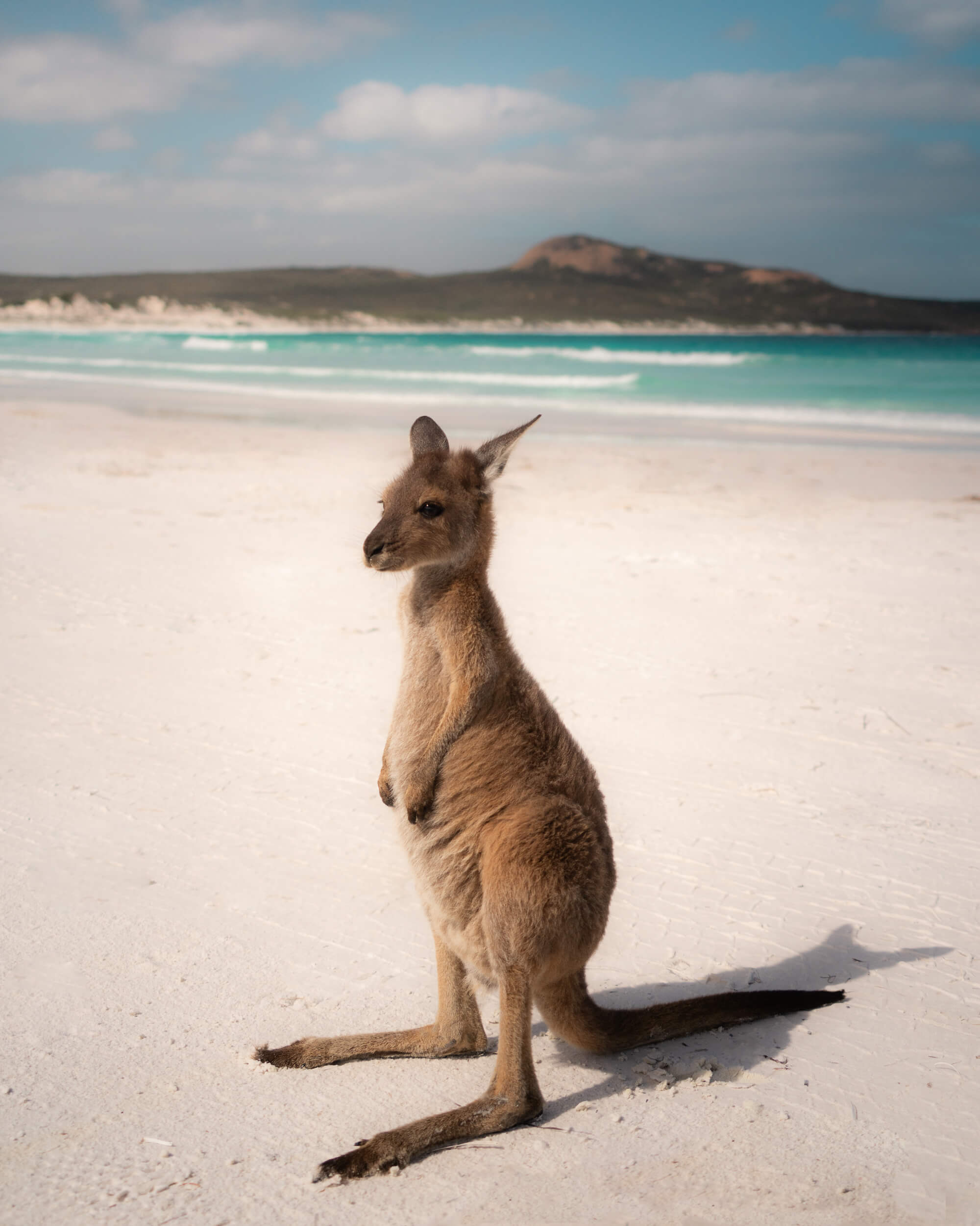 A wild kangaroos at Lucky Bay Beach.