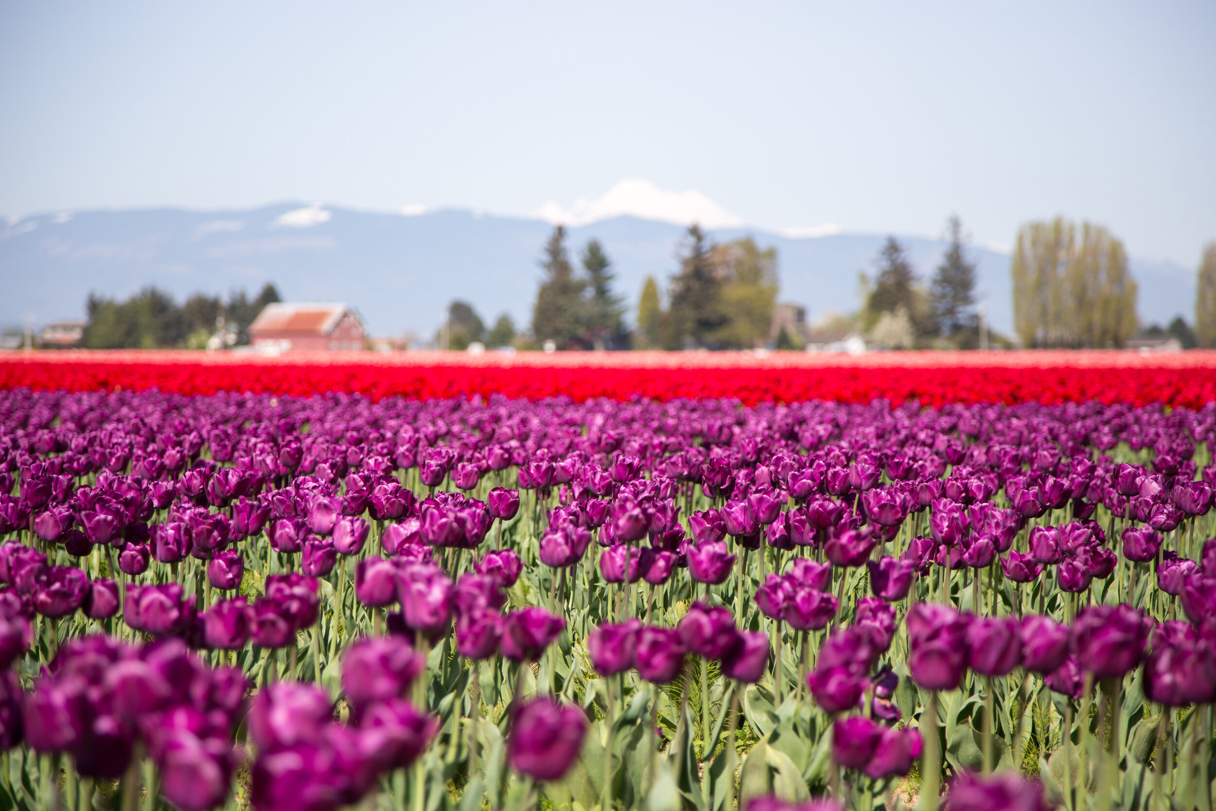 The Skagit Valley Tulip Festival draws people from all over the world and is held from April 1-30.