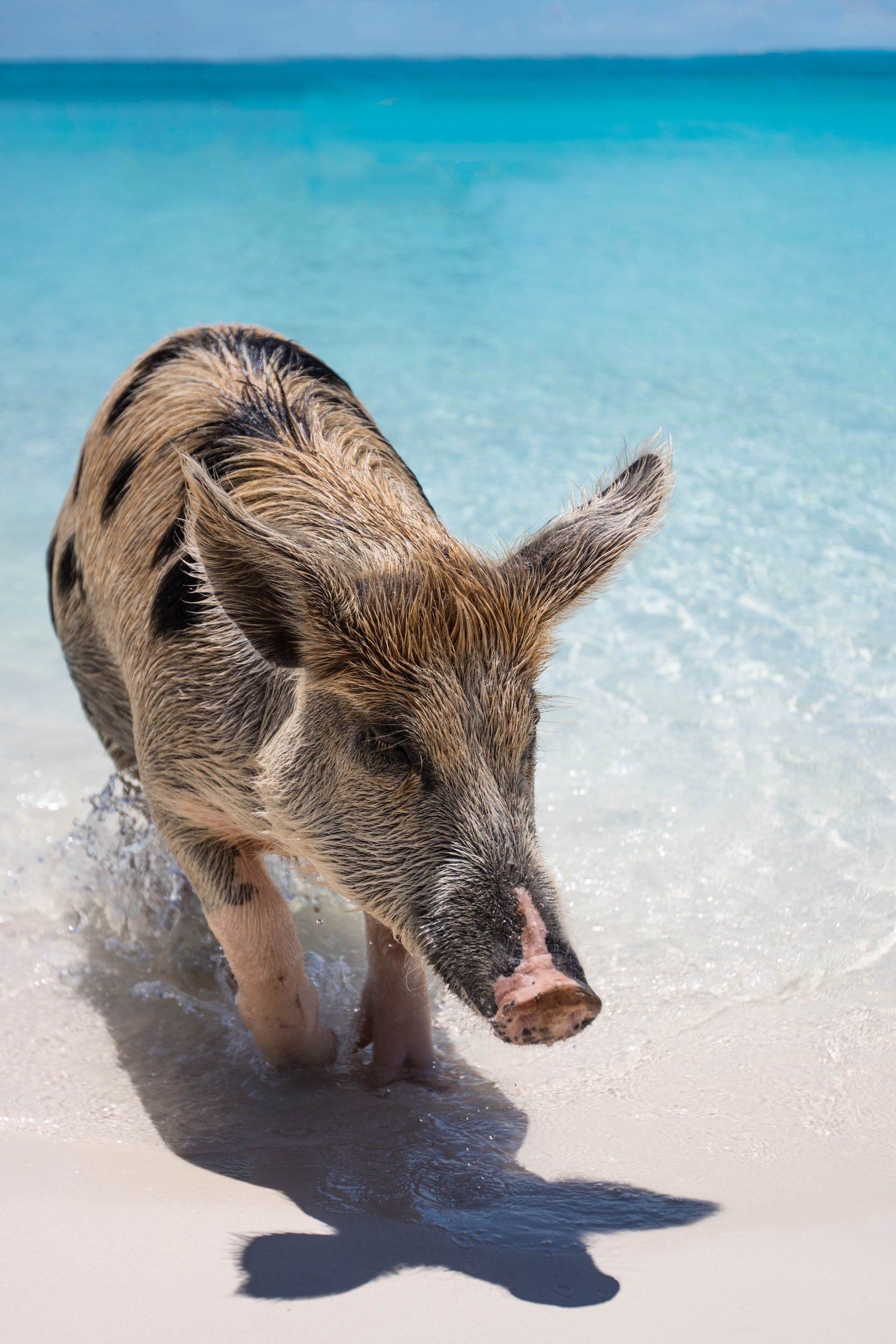 A pig in shallow water at Pig Beach in the Bahamas. The pig is wet and the sea is clear 