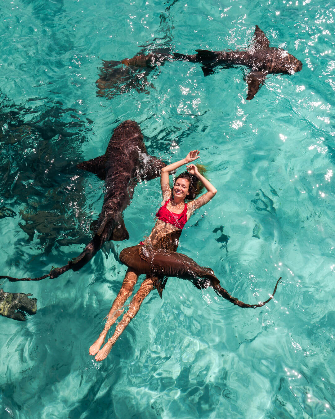 Swimming with nurse sharks at Staniel Cay. Photo by:  Quin Schrock .