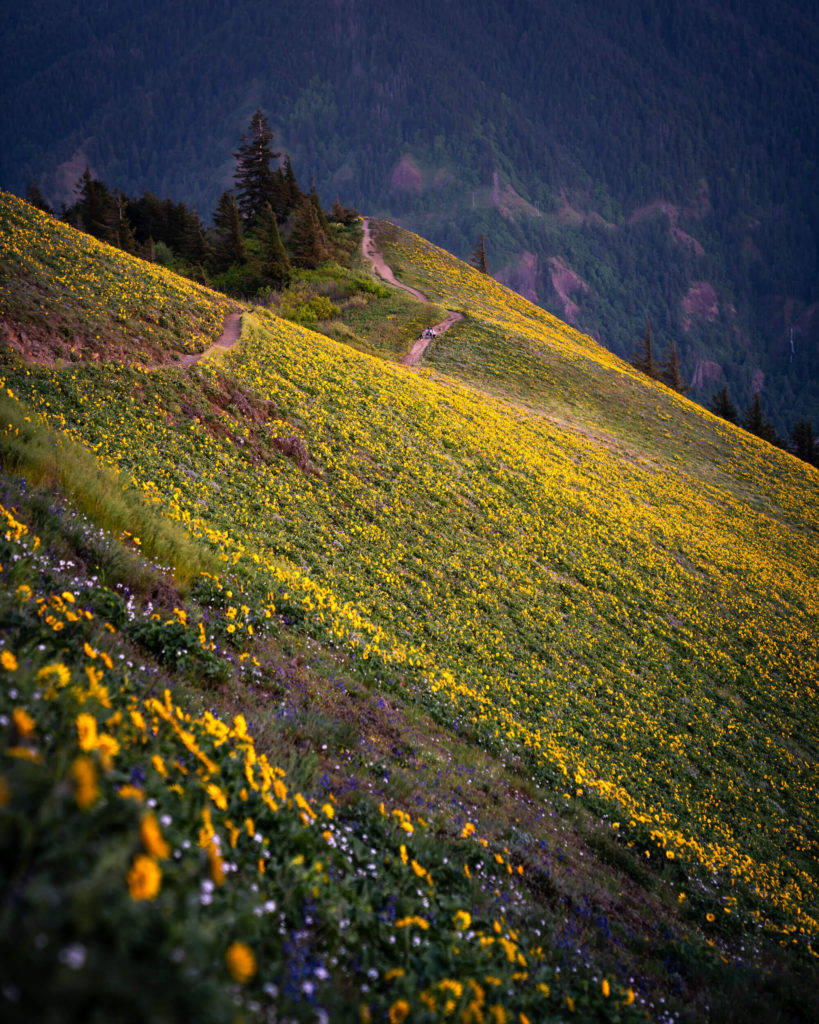 a sloping hillside covered in yellow wildflowers