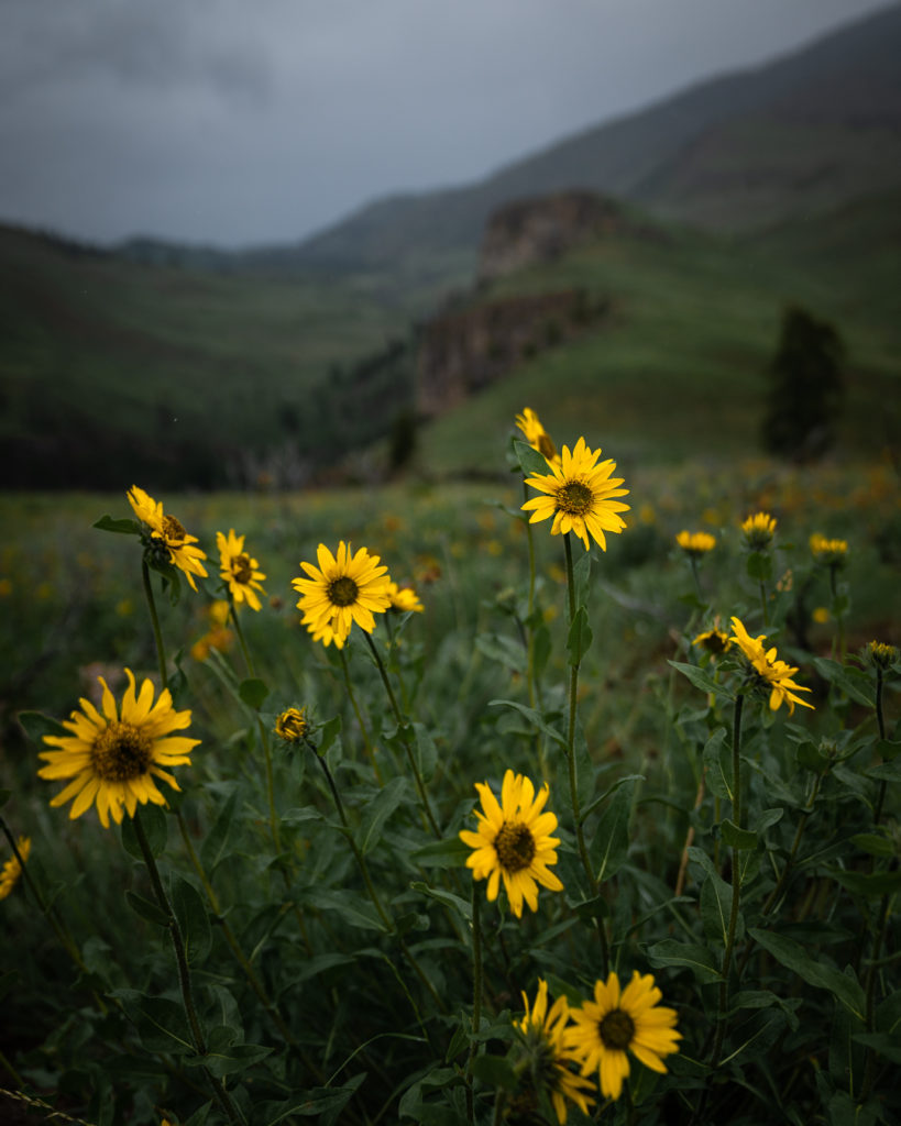 A close up photo of yellow wildflowers with an out of focus green meadow behind