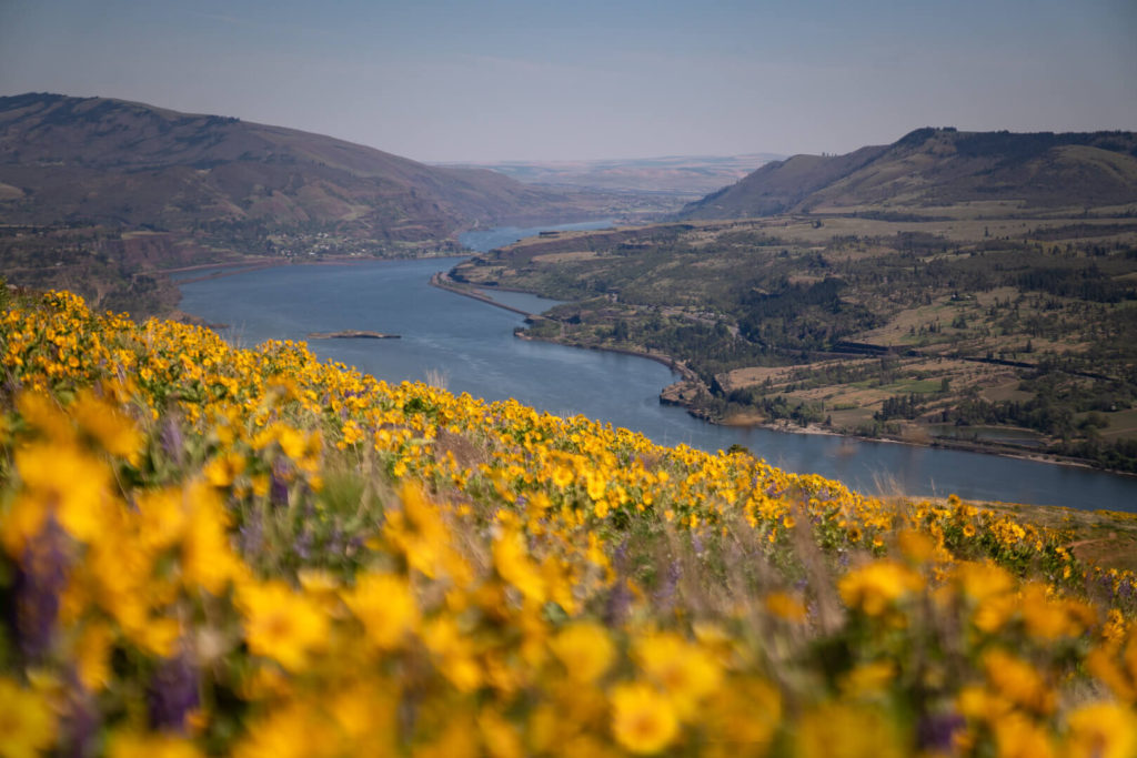 A river winding through a valley with the nearside covered in yellow wildflowers