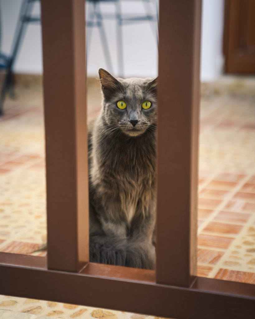 A grey cat looking through wooden bars at the camera