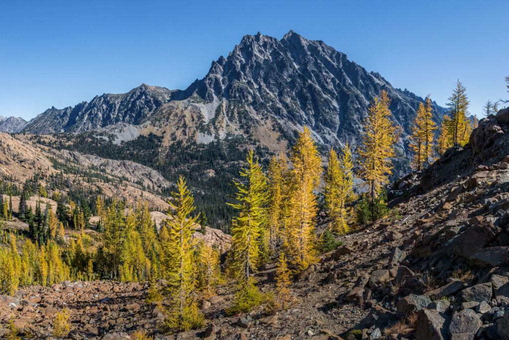 golden larches on the hike to lake ingalls