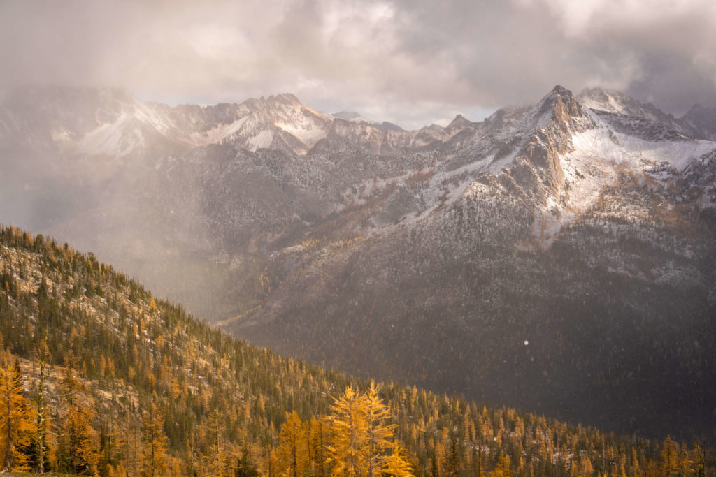 golden larch trees on cutthroat pass in the pacific northwest