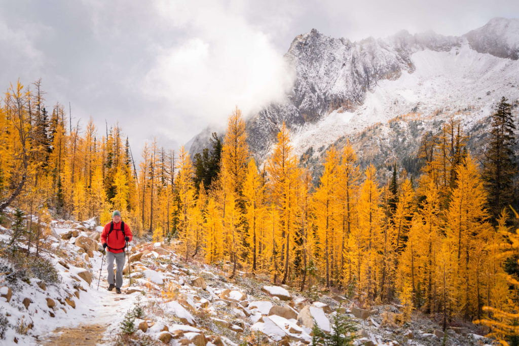 golden larch tress in washington with snow on the ground and a man hiking