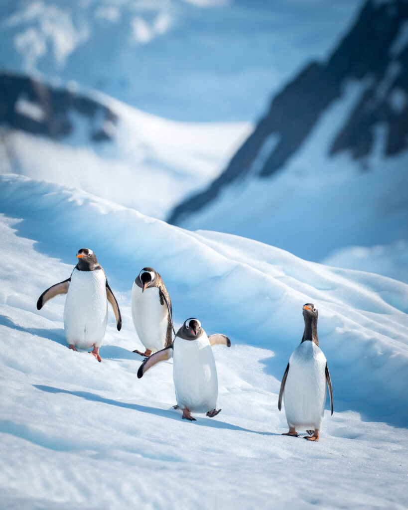 four penguins walking across the snowy landscape seen on a trip to Antarctica