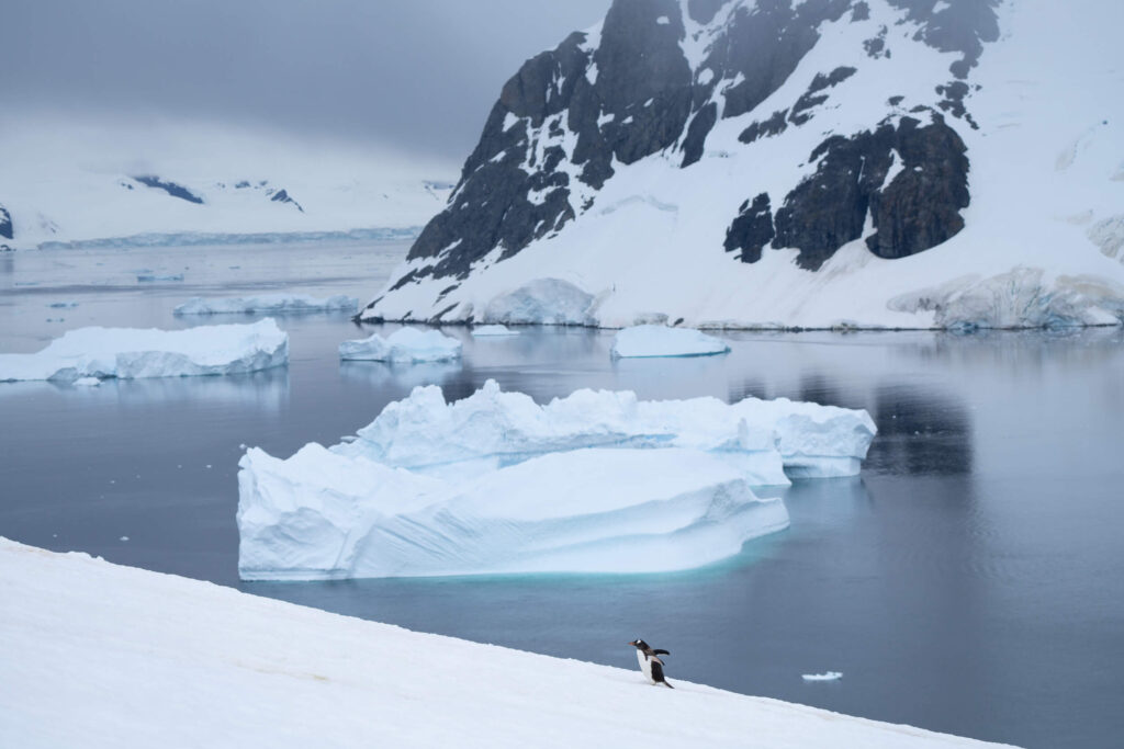 a lone penguin walking up the snowy slope of Danco Island in Antarctica with ice bergs floating in the water below