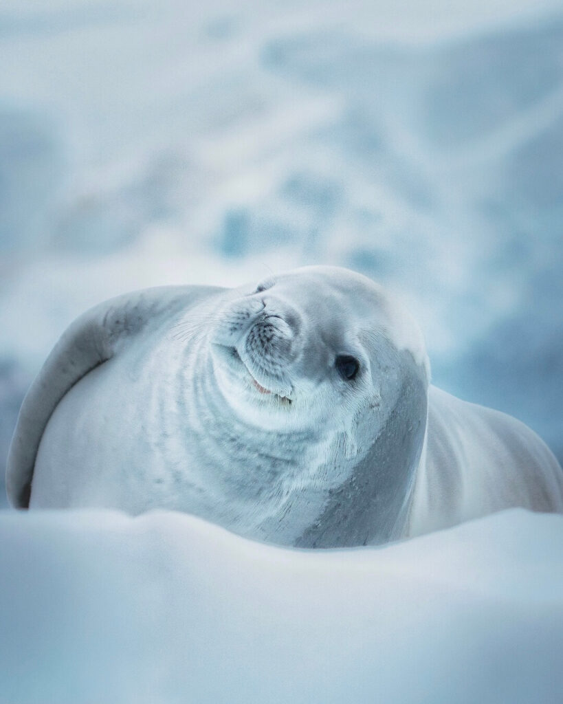 a seal lounging on the ice