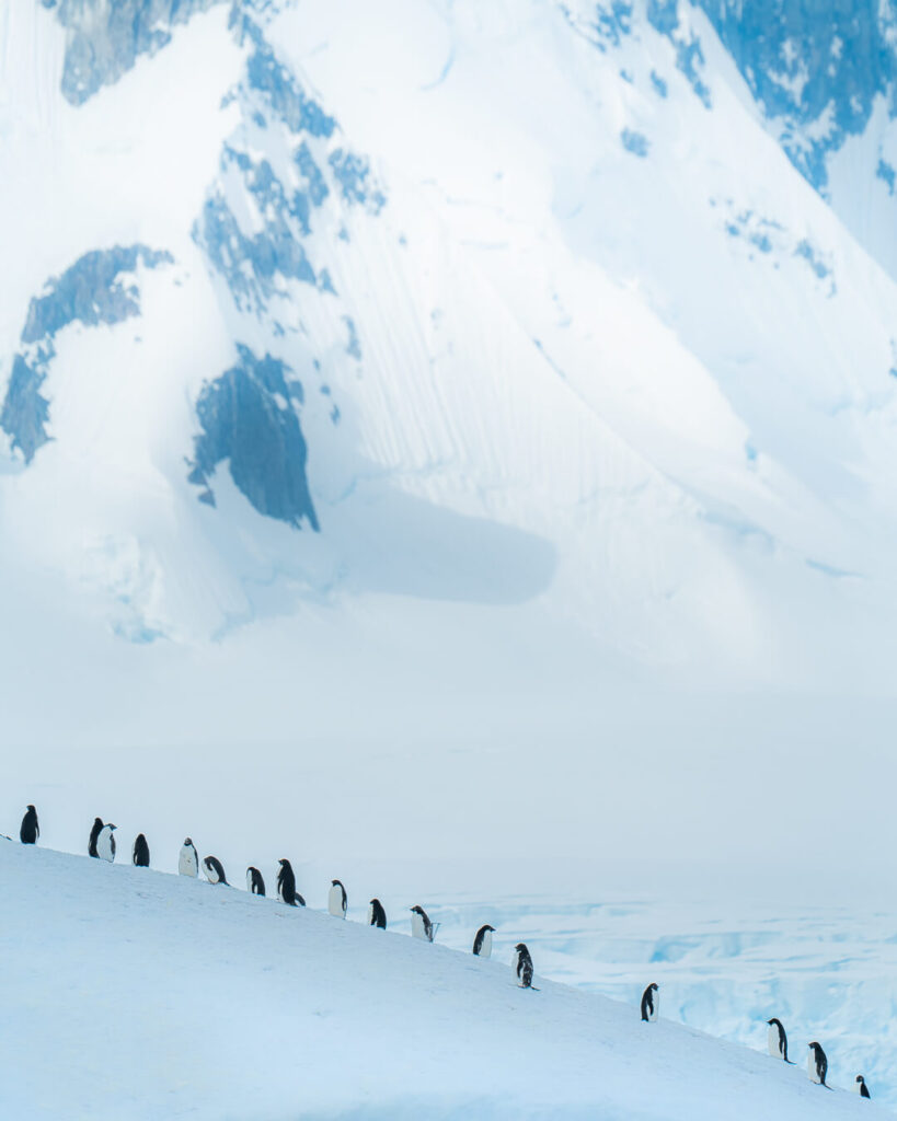 a line of penguins making their way across the snow