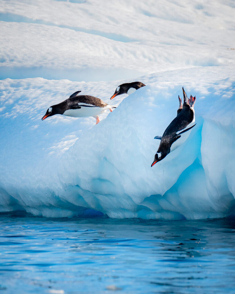 Small Gentoo penguins fiving from a floating ice berg into the sea