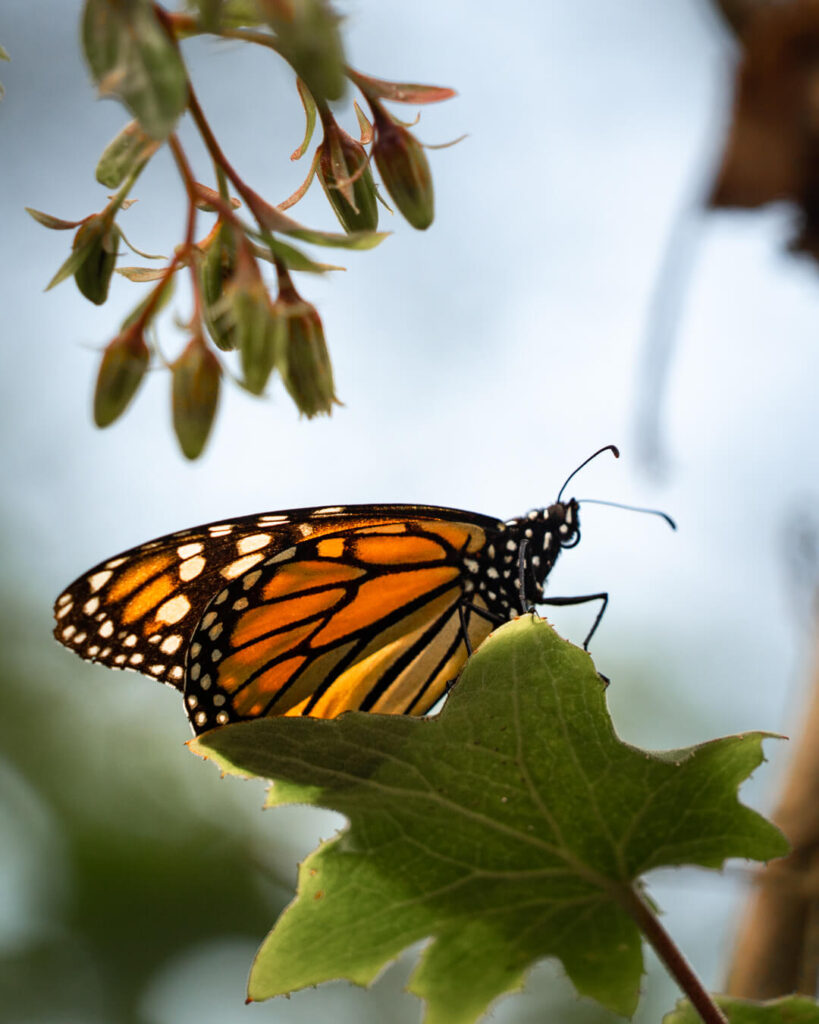 How to See The Monarch Butterfly Migration in Mexico - Jess Wandering