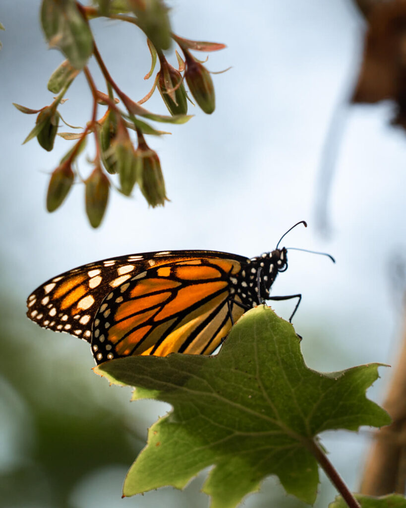 Annual migration of monarch butterflies in California shows sign